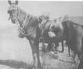 Horse in the First World War