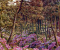 Rhododendrons at Branksome Chine
