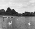 Swans in Poole Park
