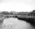 Ducks on the freshwater lake, Poole Park.