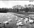 Swans,Poole Park.