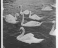 Swans, Poole Park.