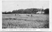 Harvesting lavender 1.jpg